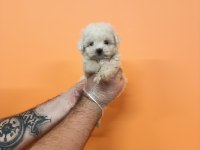 MÜKEMMEL KALİTE MALTESE TERRİER BEBEKLER
