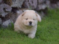Ayı surat chow chow yavrular renk renk