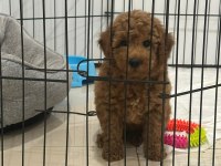 50 günlük dişi toy poodle