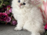 Efsane güzellikte british longhair bebekler