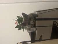 British shorthair erkek