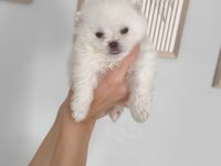 Pomeranian Boo Erkek Ve Dişi Yavrularımız