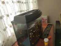 Akvaryum bombeli 100 litrelik
