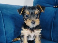 Yorkshire terrier yavrular