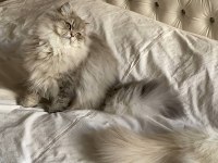 British longhair kartpostal mı gerçek mi