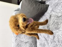 Toy poodle 8,5 aylık