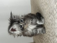 Tablo gibi güzel bir kız saf kan maine coon