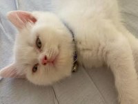 BRİTİSH YAVRULAR SÜTTEN KESİLMEK ÜZERE !