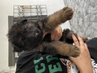 Siyah Maske Düşük Bel Şecereli Alman Kurdu Yavrularımız