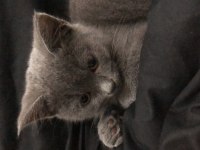 2 aylık yavru british shorthair