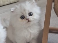 British Longhair Dişi