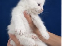 XXXL Bembeyaz Maine Coon Yavrularımız