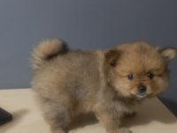 Pomeranian spitz