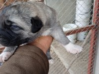A kalite kangal beslemek isteyenler buyursun