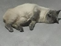 Scottish Fold Oglumuzu Ucretsiz Sahiplendirmek İstiyoruz
