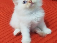 1.5 aylık İran persian (chinchilla)