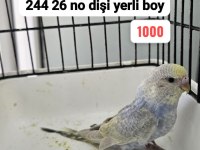 3 ADET RAİNBOW MUHABBET KUŞU UYGUN AÇIKLAMAYI OKUYUN