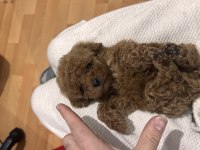 Orijinal toy poodle bebekler