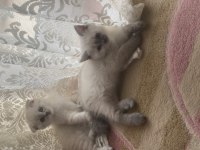 50 günlük evden ayrılmaya hazır 5 kedimiz