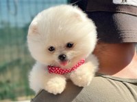 Oyuncu Karakterli Pomeranian Boo Yavrularımız