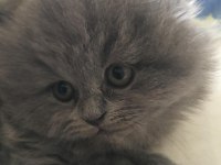 Dünya tatlısı british longhair yavrular