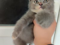 British shorthair miniğime yuva arıyorum