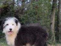 Old eglish sheppdog (BOBTAİL) yavru köpeğimiz