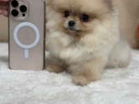 Şecereli pomeranian belgeli bebekler