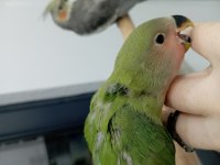 Bebek Sevda papağanı