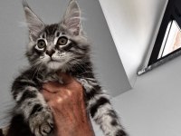 MAİNE COON DEV YAVRU KEDİLER
