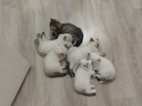 2 aylık yavru kediler 5 adet