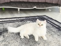 Ofislik akıllı peri kızımız luna
