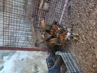 Gsg wyondet tavuk ve horoz