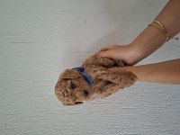Toy poodle yavrularım sahiplendirilmeye hazır