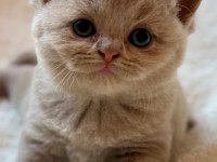 Safkan British Shorthair Fawn Dişi
