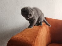 Scottish fold yavrularımız