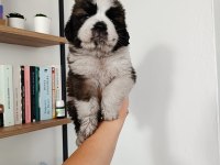 Güzel st bernard bebeğimiz