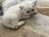 Dişi Black Golden Point 2,5 aylık British Shorthair