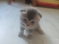 5 mayıs doğumlu scottish fold