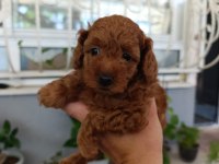 Toy Poodle Yavrularımız Ömürlük Aileleri Bekliyor