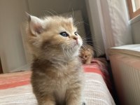 Safkan Golden British Shorthair Yeni Yuvalarını Arıyor