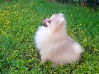 antalya içi sahiplendirme pomeranian boo