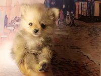 A kalite pomeranian bebeklerim