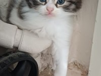 2 Aylık Dişi Tekir Kedimiz