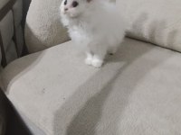 British longhair bebek