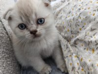 Scottish Fold Safkan