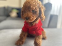KÜÇÜK BOY KAHVERENGİ TOY POODLE EVDE BÜYÜDÜ