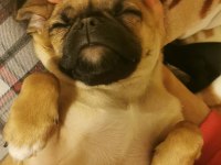 Çok güzel her eğitimi olan aile dostu pugmix