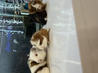 GİNEPİG YAVRULARI CİTYPETSHOP