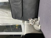 SCOTTİSH FOLD YAVRU KEDİLERİMİZ